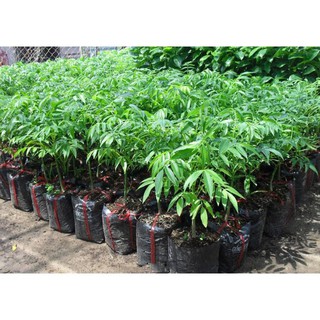 CÂY GIỐNG CÓC THÁI