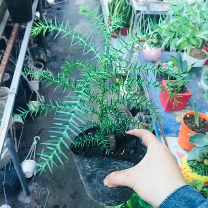 TÙNG BỒNG LAI