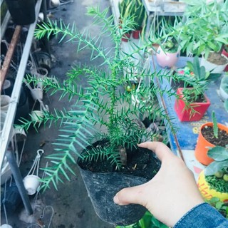 Tùng bồng lai