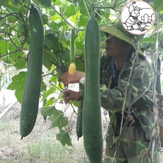 HẠT BÍ ĐAO CHANH, BÍ SẶT - GÓI 1 GRAM