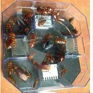 Bẫy bắt gián thông minh bắt gián thông minh tiện lợi