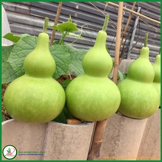 Hạt giống Bầu hồ lô RD 312 - 1g