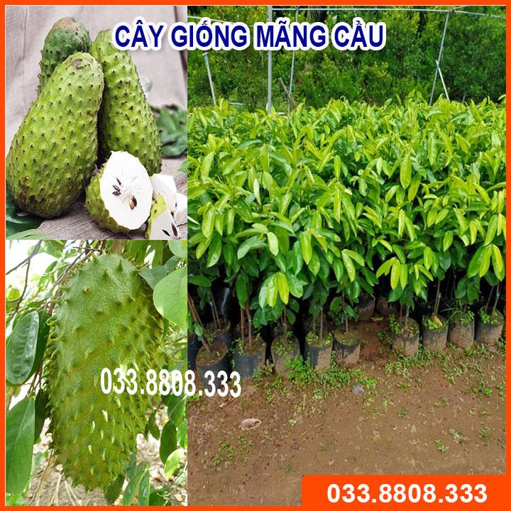 CÂY GIỐNG MÃNG CẦU   CHẤT LƯỢNG CAO