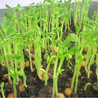Hạt giống Rau mầm đậu Hà Lan (80gram)
