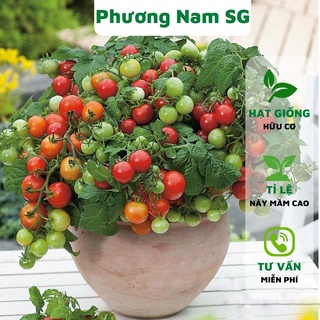 Hạt giống cà chua bi đỏ lùn Phương Nam 20H, hạt giống hữu cơ, dễ trồng, sai trái