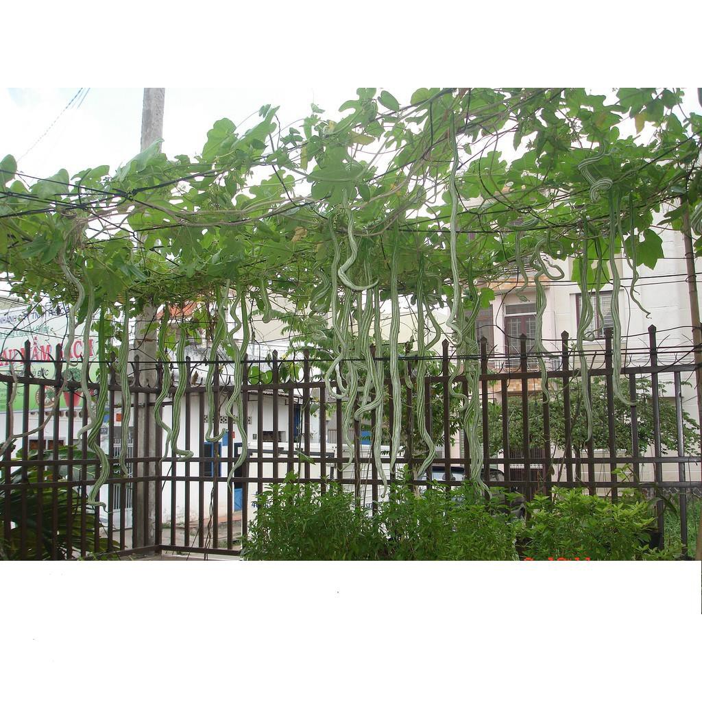Mướp Rắn  Dế Trồng, Năng Suất Cao 5 Hạt