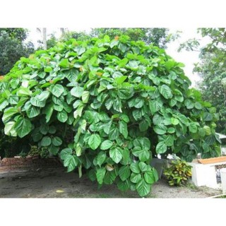 Cây Vả  giống ( sung vả)
