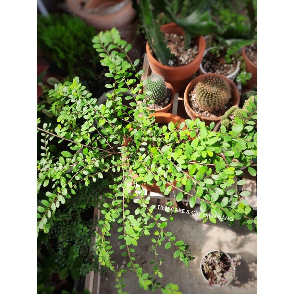 Cây sơn liễu rủ