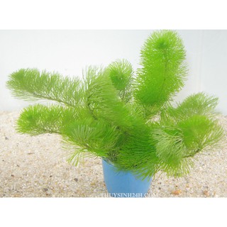 LA HÁN XANH 12 NGỌN KHÔNG CẦN CO2