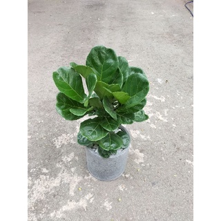 Chậu đá mài trụ tròn 30*30cm
