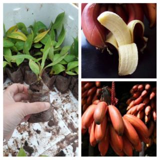 Cây giống chuối đỏ Đacka