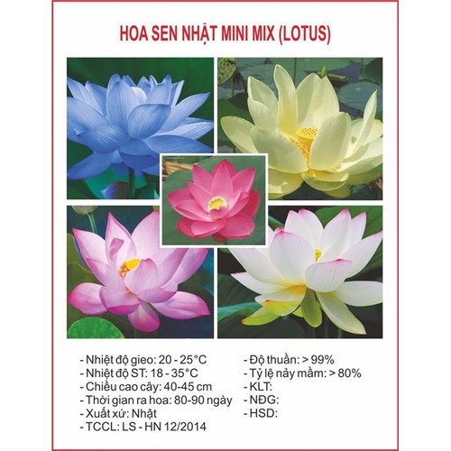 Hạt giống sen Nhật mini (Lotus) nhiều màu gói 5 hạt giá rẻ