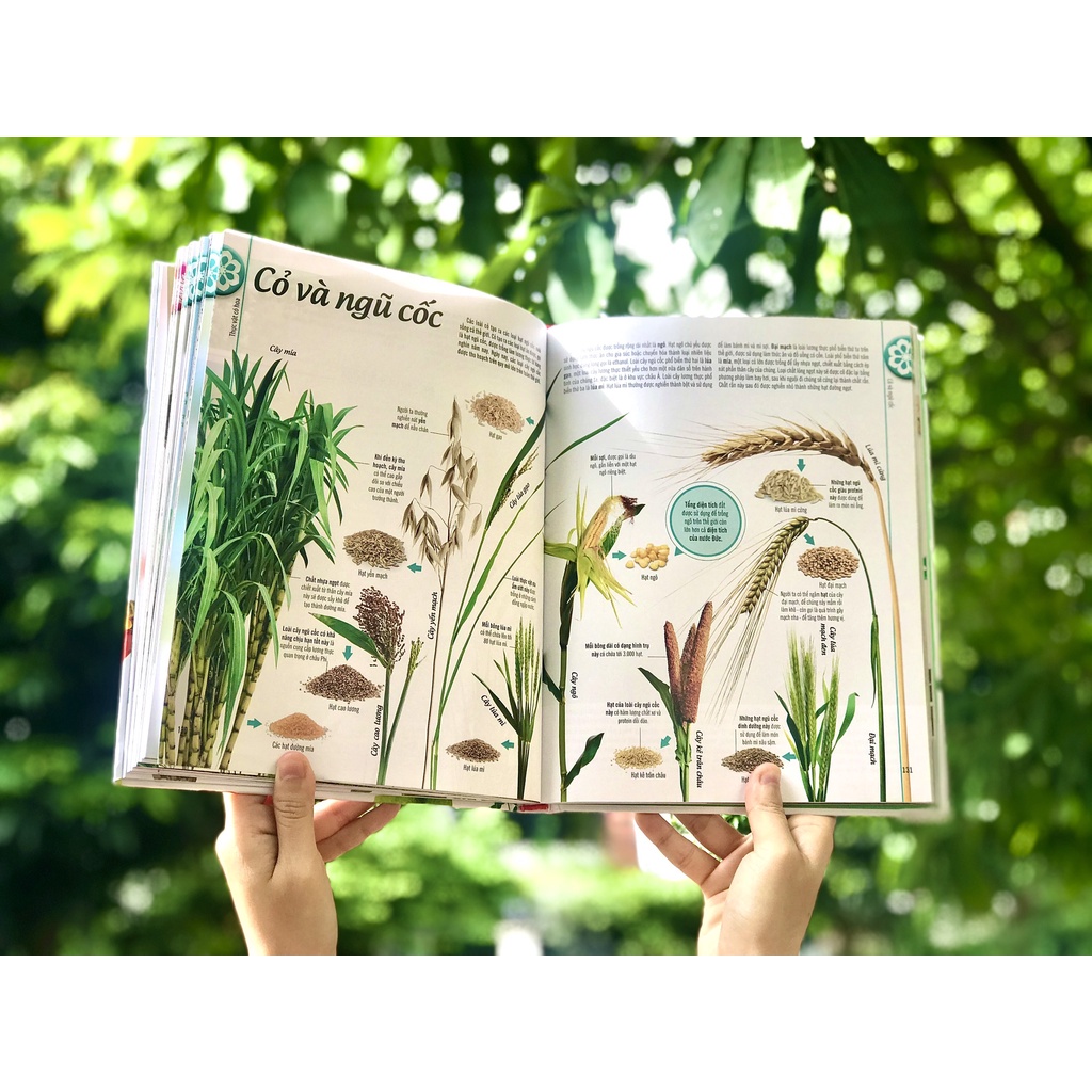 SÁCH - BÁCH KHOA THƯ VỀ THẾ GIỚI THỰC VẬT - CÂY, LÁ, HOA VÀ HẠT