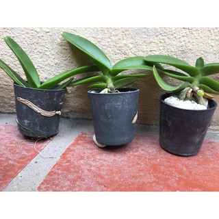 Hoa lan Ngọc điểm trắng thái