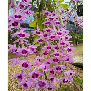 phi điệp(giả hạc) tím hàng gieo hạt