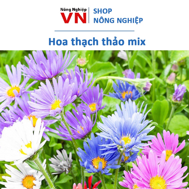 50H - Hạt giống hoa thạch thảo mix