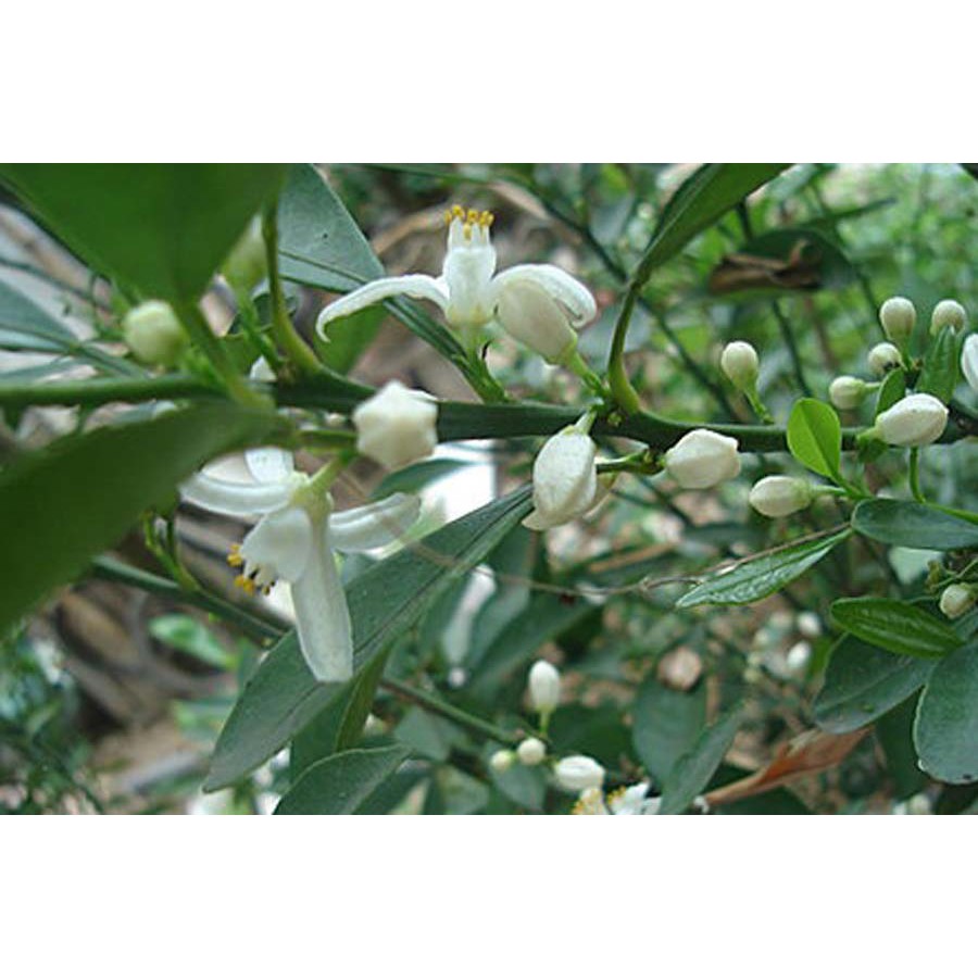 Cây giống chanh tứ quý RA QUẢ 4 MÙA