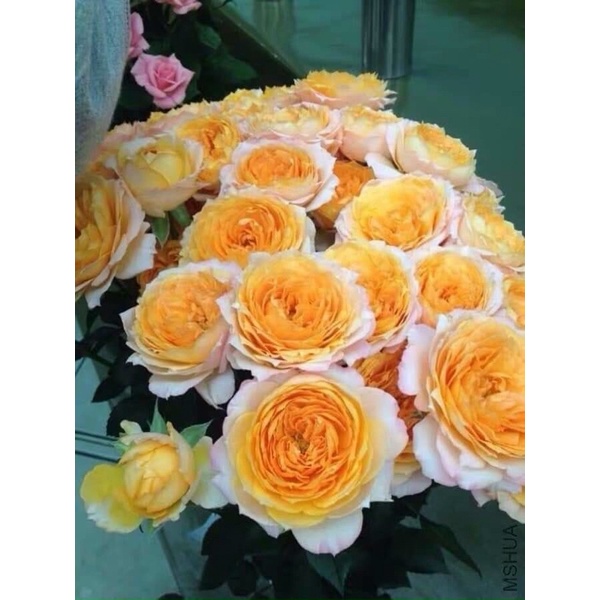 🔔🌳🔔Cây hoa Hồng The orange moon