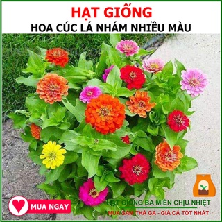 Hạt Giống Hoa Cúc Lá Nhám Nhiều Màu