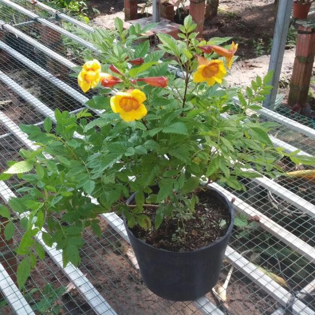 Cây đăng  tiêu  bụi