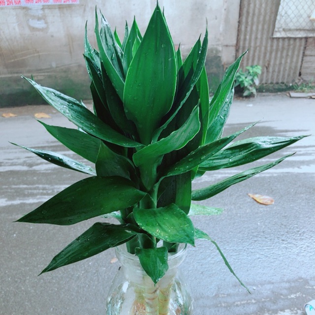 Cây Phát Tài Búp Sen Kèm Chậu Thủy Tinh
