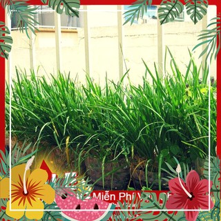 Hạt giống hẹ ta - 5 gram hạt f1
