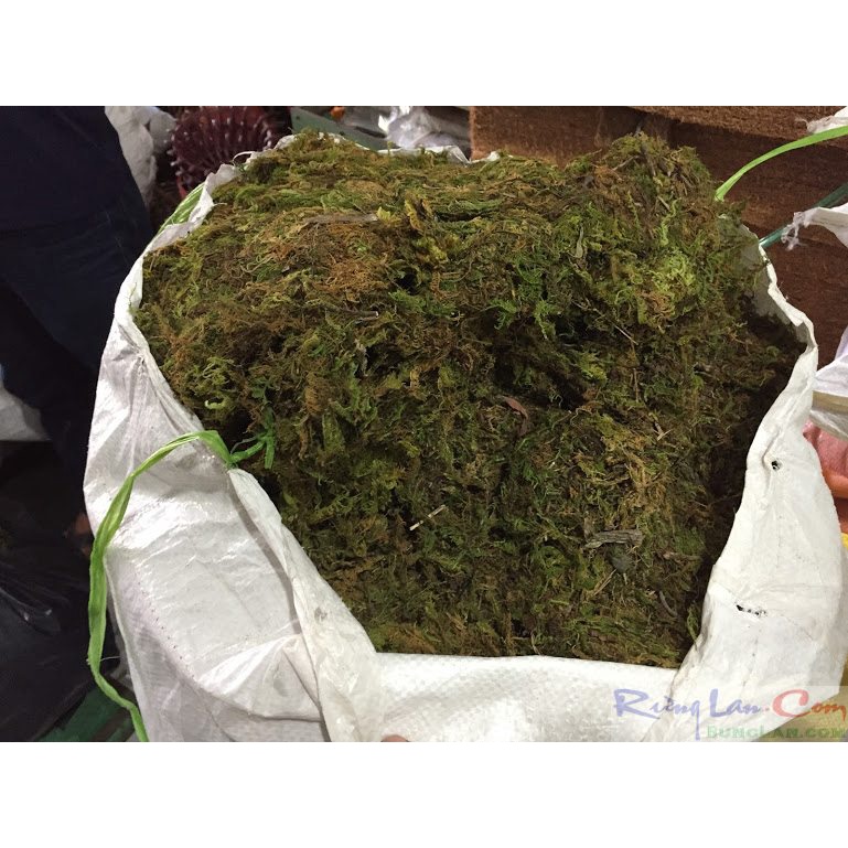 Rêu rừng xanh vn giá thể giữ ẩm cho hoa lan hồ điệp và cây cảnh gói 1kg