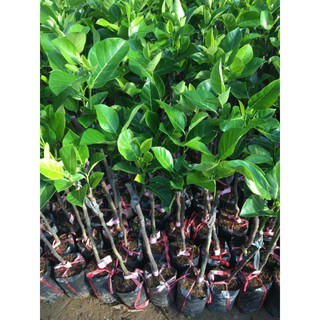 Cây giống mít ruột đỏ sơ đỏ