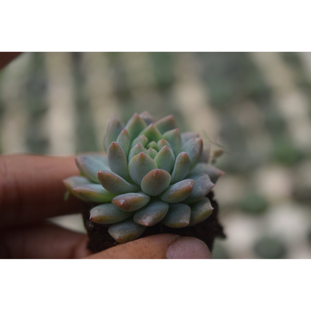 sen đá dù hồng 2-4cm