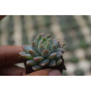 Sen đá dù hồng 2-4cm