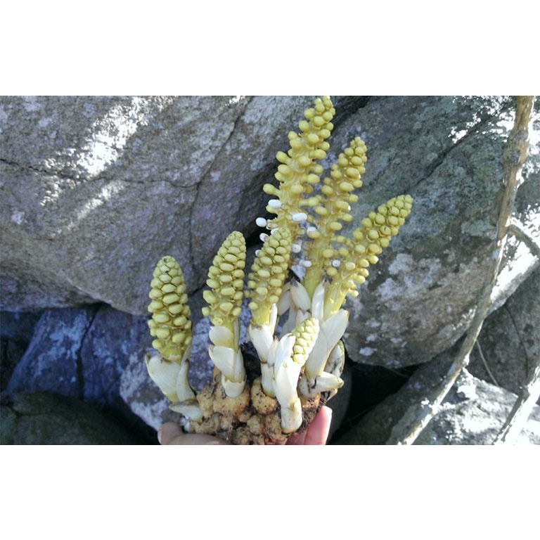 200g Nhục Thung Dung đen ( Khô )
