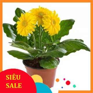 10 Hạt giống Đồng tiền (tặng gói Kích nẩy mầm và Hướng dẫn)