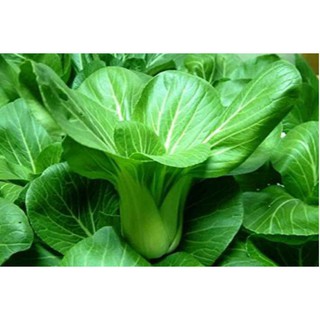 ( BOK GARDEN ) HẠT GIỐNG CẢI CHÍT 20GR