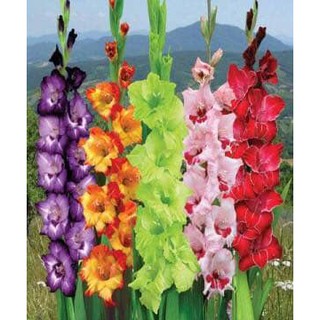 COMBO 10 CỦ HOA LAY ƠN HÀ LAN MÀU ĐỎ