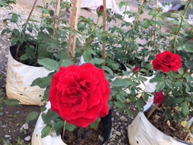🌹 5 Cành chiết hoa hồng leo cổ Hải Phòng🌹