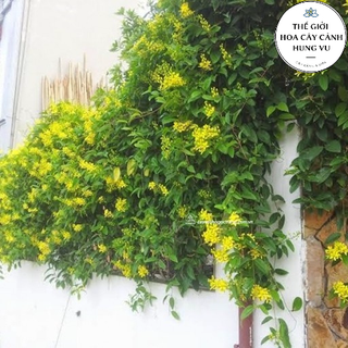 Cây hoa mai hoàng yến thân leo cao 1m hoa vàng nở hoa quanh năm (ảnh thật số 2)..