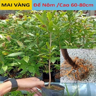 COMBO 30 Cây Mai Vàng Con Xếp Đế Nôm