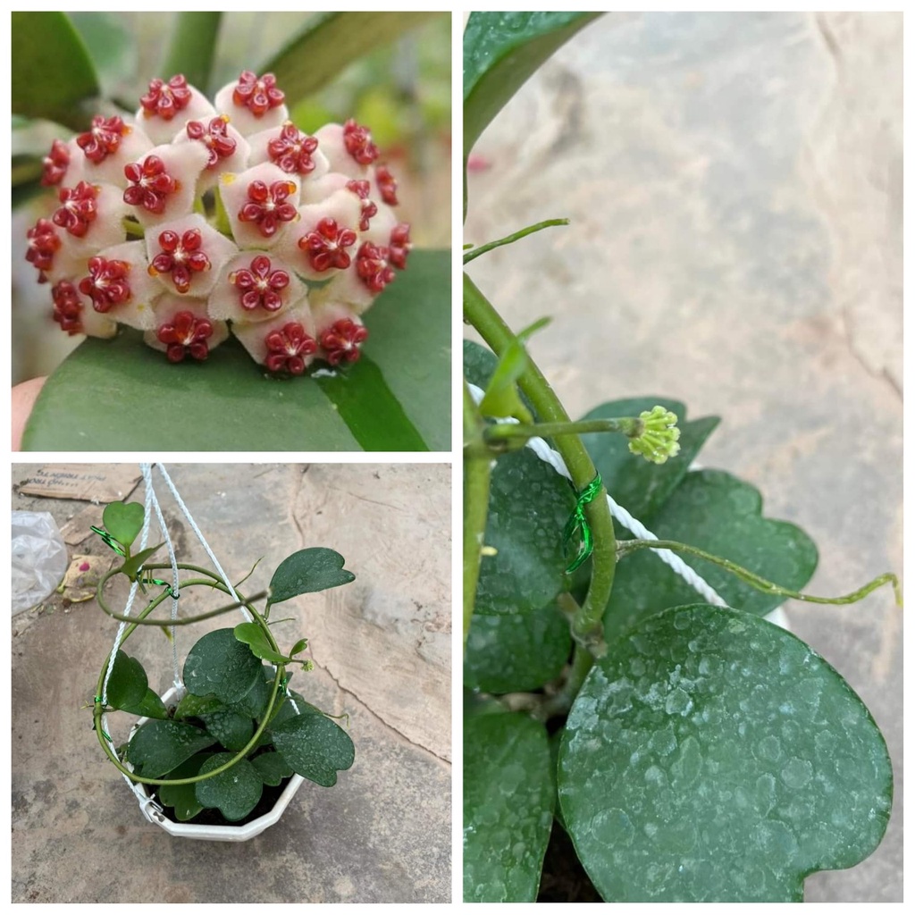 Cây hoa Cẩm Cù Tim Kerrii đang nhiều cồi, cây to khỏe