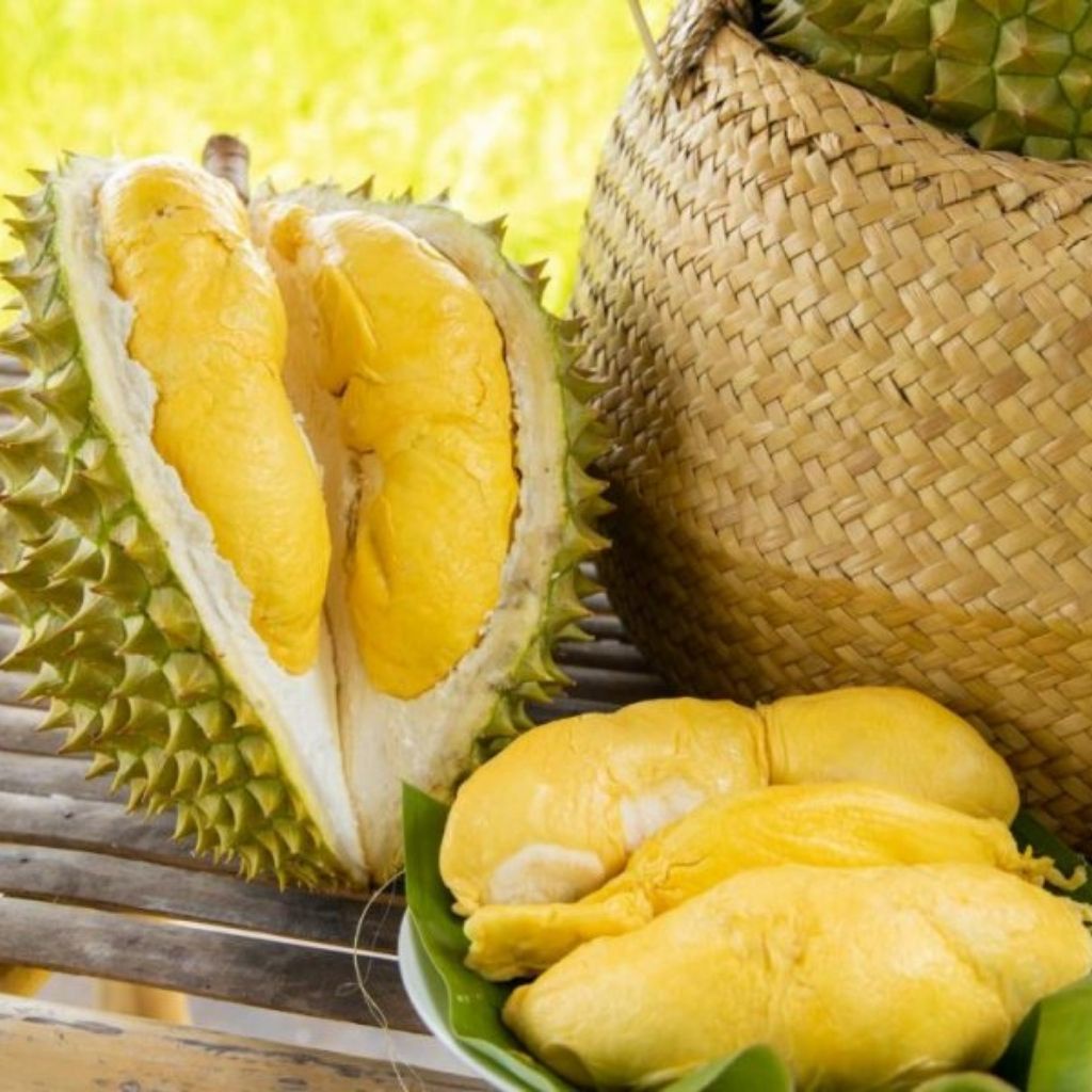 Cơm Sầu riêng Thái chín cây Cơm vàng hạt lép Loại VIP 1, Thơm Ngon Béo Ngọt, Giá 259K/kg Cơm, Bao ăn từng múi 1 đổi 1