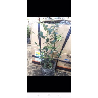Cây việt quất