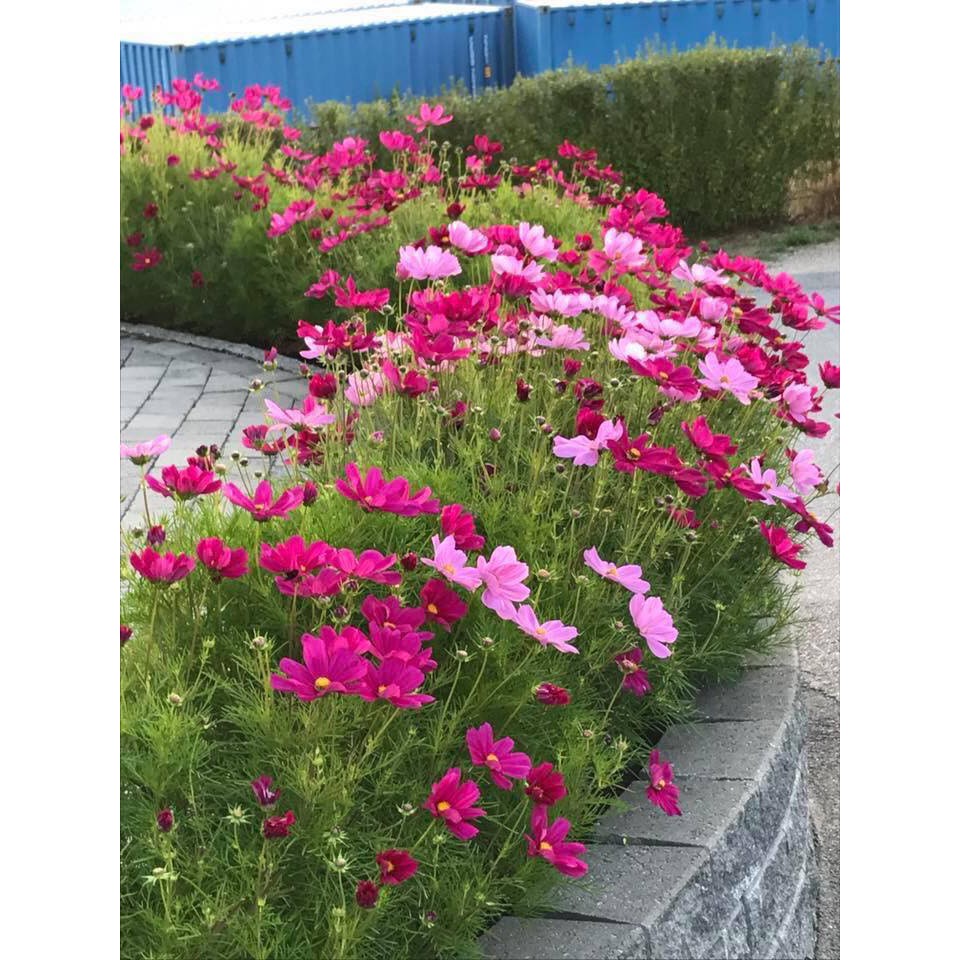 Hạt Giống Sao Nháy Mix - 50 Hạt