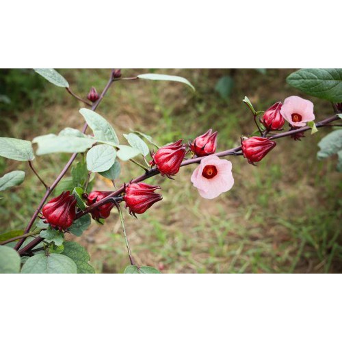 [GIÁ GỐC] Hạt giống Hoa Atiso đỏ - 10 hạt