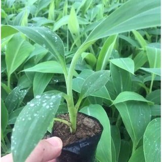 CÂY CHUỐI BƠM GIỐNG (cam kết chuẩn giống)