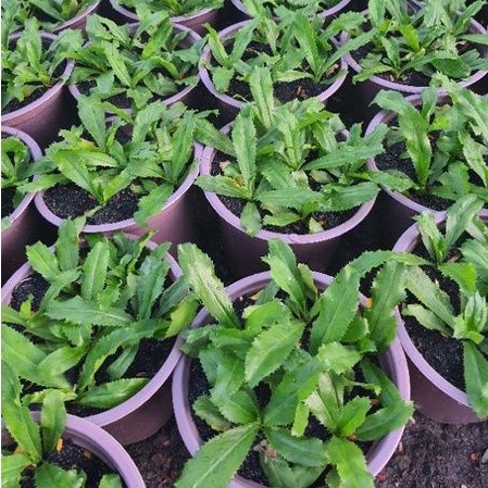 Rau chậu Ngò gai TACY'S GARDEN 100% rau sạch nhà vườn trồng