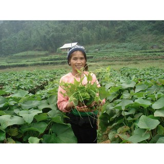 Bí Siêu Ngọn RĐ 099