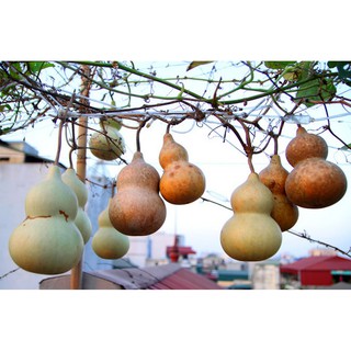 10 Hạt giống Bầu Hồ lô