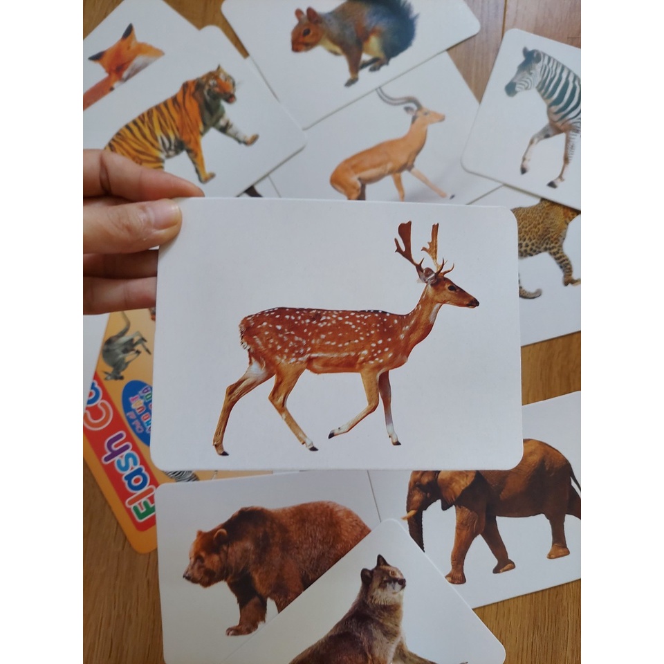 Thẻ học thông minh kích thước lớn 12x16cm chủ đề động vật hoang dã -  Flashcard TGXQ Glenn doman chuẩn