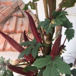 Hạt Giống Đậu Bắp Tím F1(hat giống ca cao) dễ trồng, nhanh thu hoạch (chỉ sau 40ngày sau khi trồng)