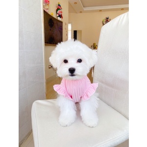 Áo vai bèo đính nơ dành cho thú cưng