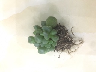 Sen đá lá khối (cây 3cm)